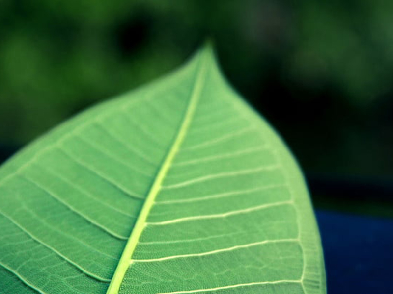 手持葉面積儀可直接測(cè)量葉片長(zhǎng)度、寬度和面積