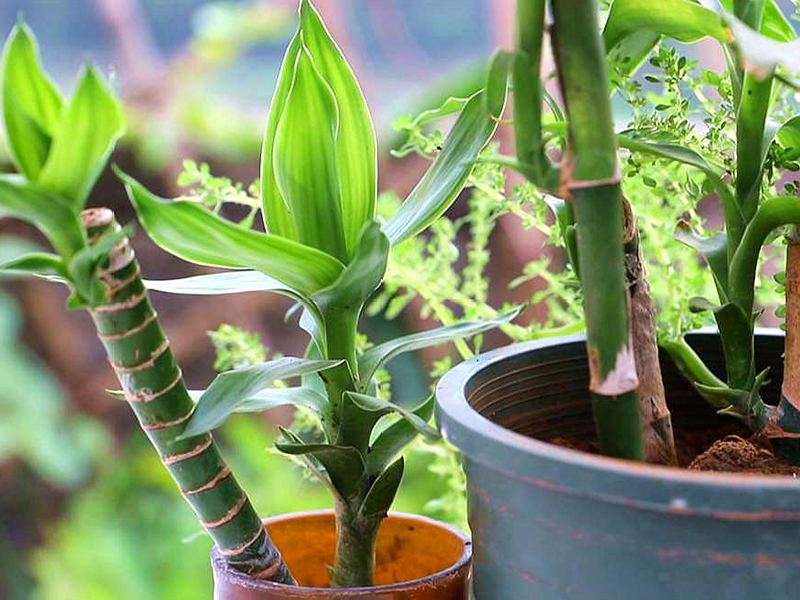 土壤氮、磷、鉀檢測(cè)器