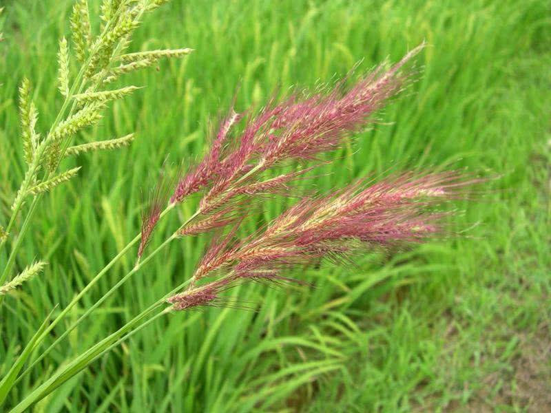 糧食安全檢測儀器，糧食重金屬檢測儀