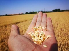 糧食水分測(cè)量?jī)x，為小麥提供合理存儲(chǔ)時(shí)間