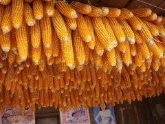 糧食安全檢測儀，可檢測糧食中是否含有大米增白劑