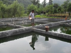 水中硫化氫檢測儀，可以為水產(chǎn)養(yǎng)殖做什么？