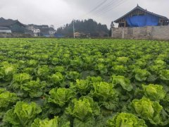 便攜式植物營養(yǎng)測定儀，對農(nóng)業(yè)種植有什么幫助？