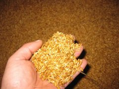 糧食中的真菌毒素怎么檢測？